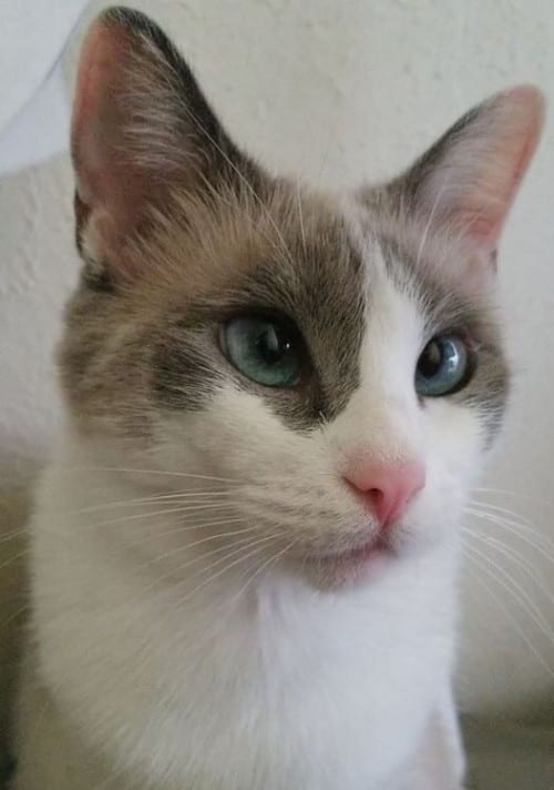 meowwiki princess calico july 2020 cute cat picture
