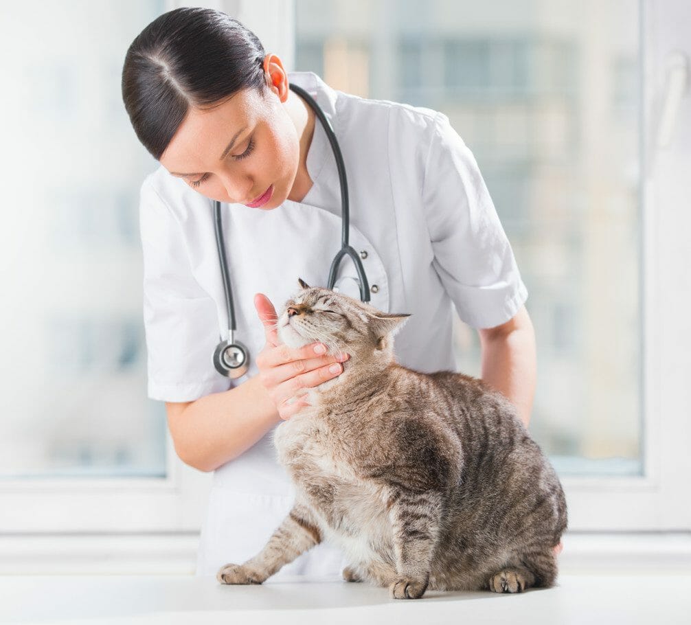 Cat Sneezing Causes, Allergies, Irritants, When To Get Help & Treatment