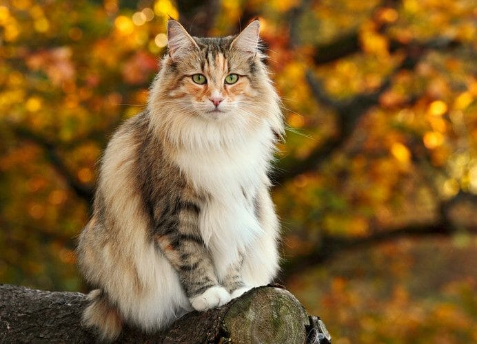 Norwegian forest cat matted clearance fur