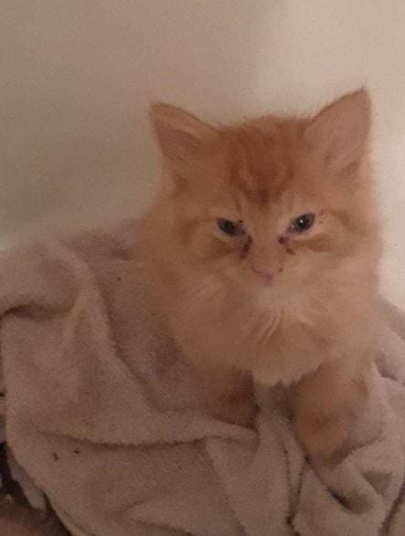 orange tabby ginger cat kitten rescue nov 2020