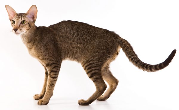 oriental shorthair cat - oriental cat