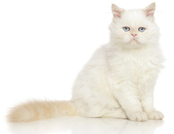 persian cat - persian cats