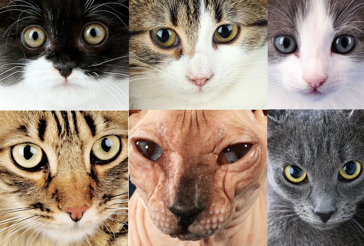 Popular 2024 cat breeds