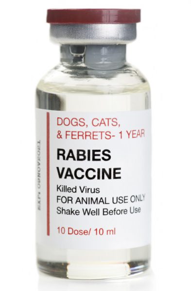 rabies in cat - cat with rabies