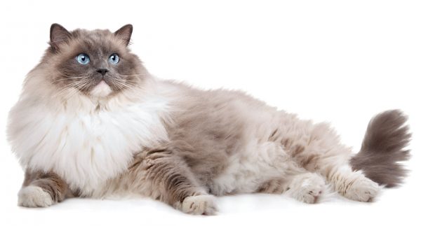 ragdoll - blue bicolor ragdoll