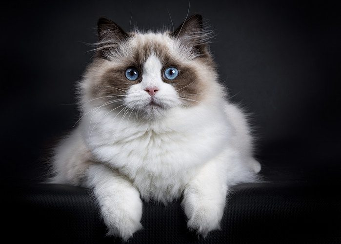 Ragdoll Cat Breed: Personality, Appearance, History, Health & Care Needs