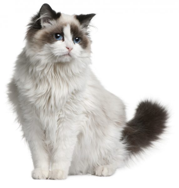 ragdoll cat - ragdoll cats