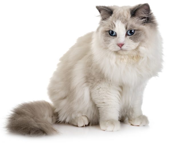 ragdoll cats - blue point ragdoll