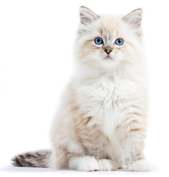 ragdoll kitten - ragdoll colors