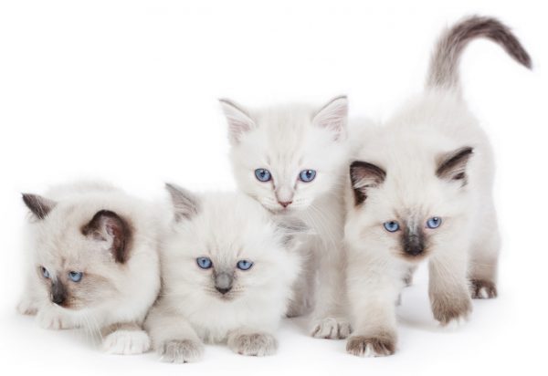 Ragdoll Cat Breed: Personality, Appearance, History, Health & Care Needs