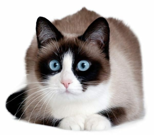 ragdoll snowshoe cat - siamese snowshoe cat