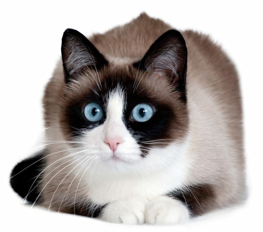 Snowshoe Cat Breed Appearance, Personality, History, and Health Issues