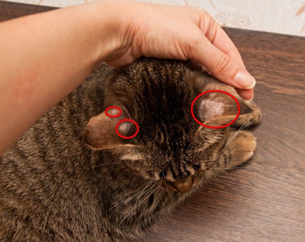ringworm from cats to humans - ringworm on cats ear