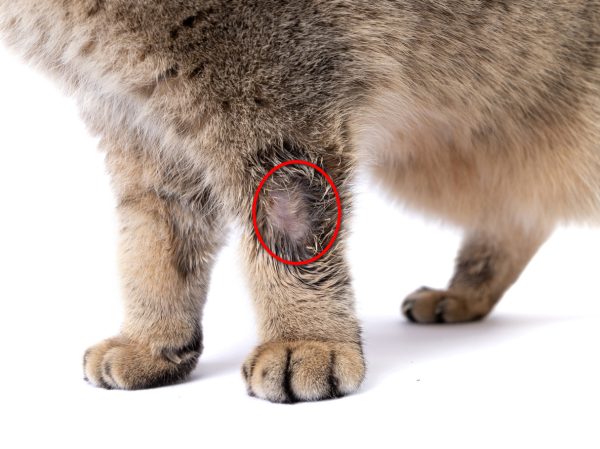 First signs of ringworm in cats sale