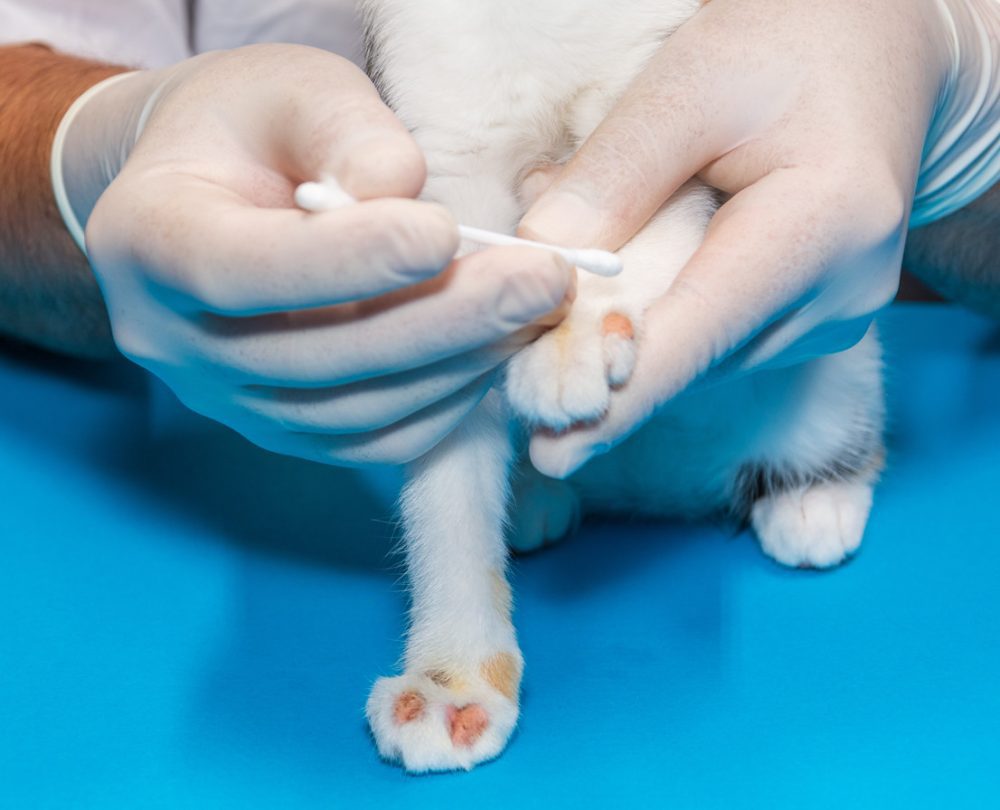 Ringworm in Cats: Symptoms, Diagnosis, Transmission, and Treatment