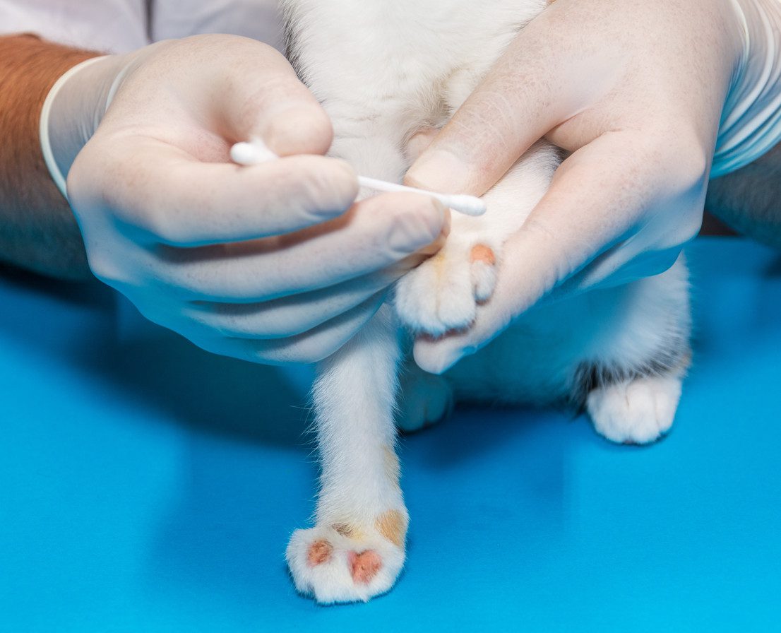 Ringworm Medication For Cats