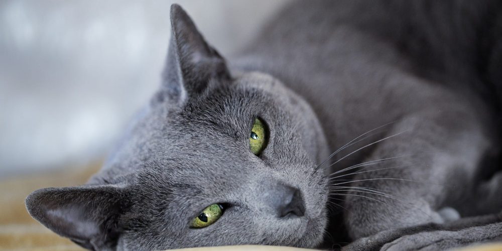 russian blue cat rescue