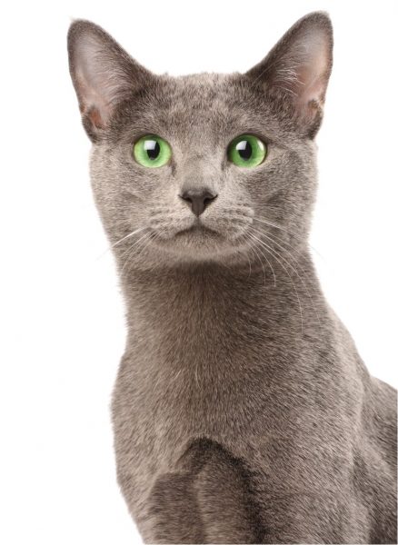 Russian Blue Cats