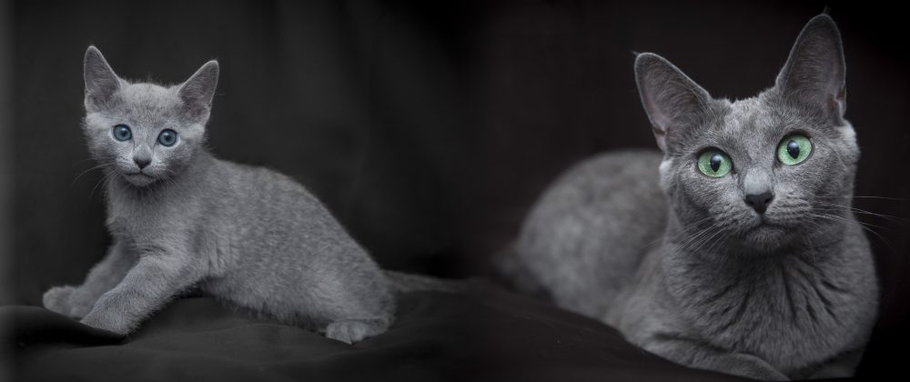 Russian Blue Cat and Kittens