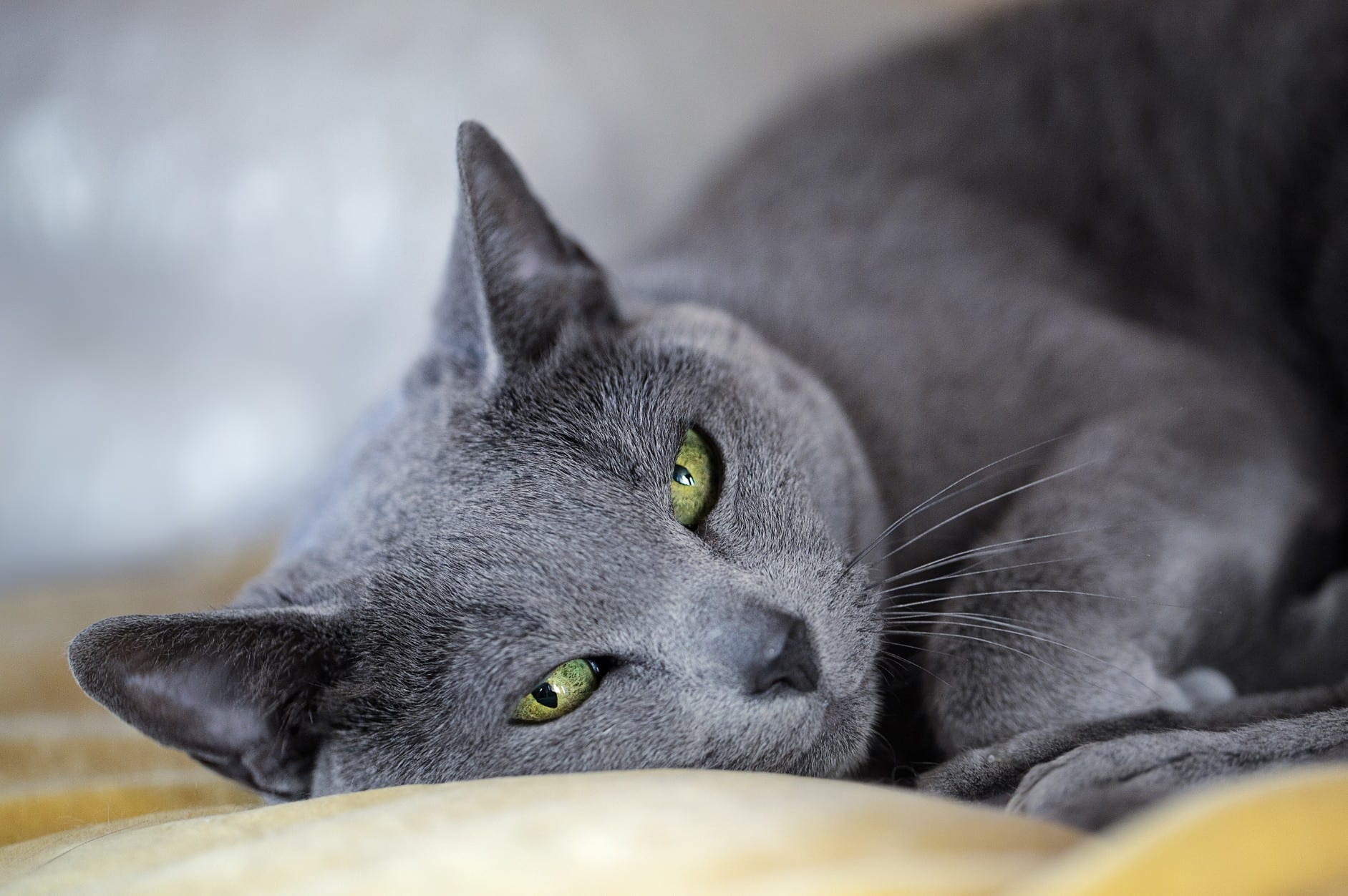 Russian blue cats and hot sale allergies