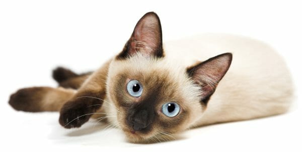 sagwa the chinese siamese cat - types of siamese cats