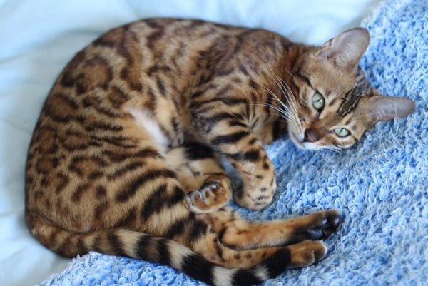 Savannah Cat F1 F2 F3 F4 F5 Serval And Domestic Cat Mix