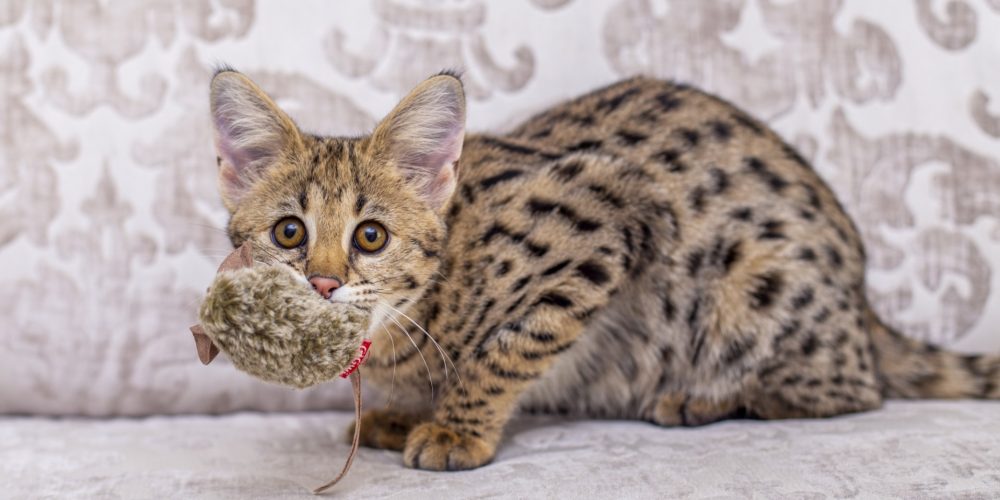 Savannah Serval Cat Mix