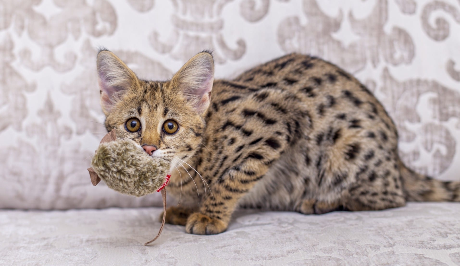 Savannah Cats - Exotic Kittens for Sale - Cat Breeder