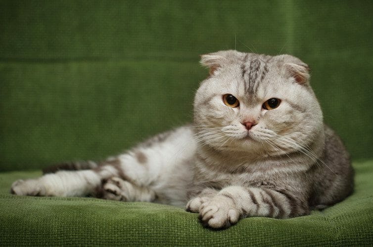 scottish fold cat - how much are scottish fold cats