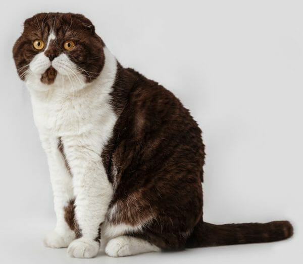 scottish fold munchkin cat