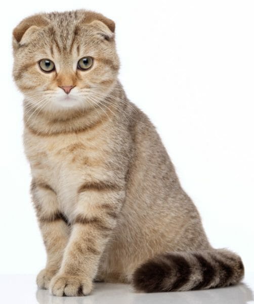scottish fold cats - scottish fold cat arthritis