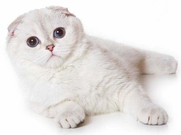 scottish fold munchkin cat - how much is a scottish fold cat