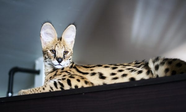 Serval Cat