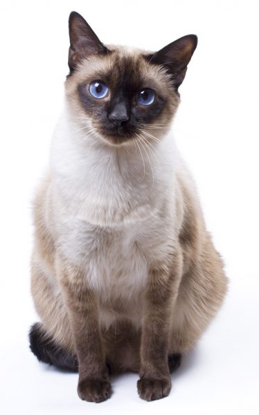 siamese cat - siamese cats