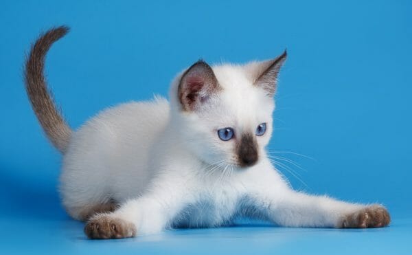 siamese cat price - siamese cat kitten