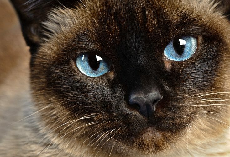 siamese cat - siamese mix cat