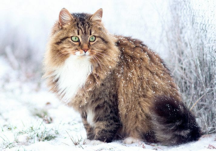 Siberian feline sales