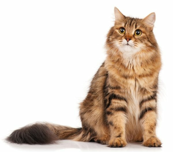 Siberian Cat: Personality, Appearance, History, and Health Issues