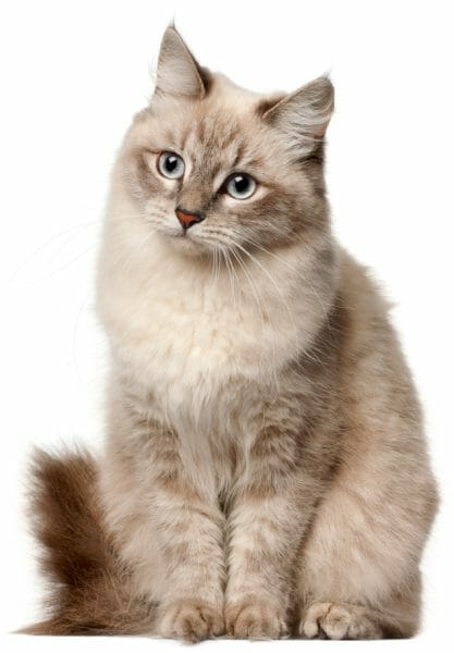 siberian cat - grey siberian cat