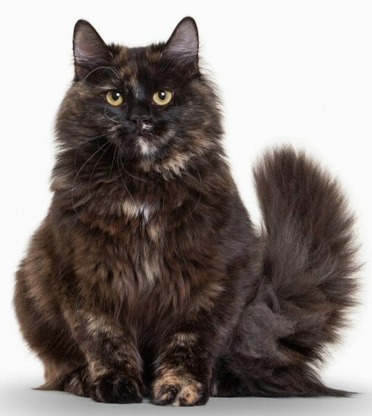 siberian forest cat - siberian cat breeds