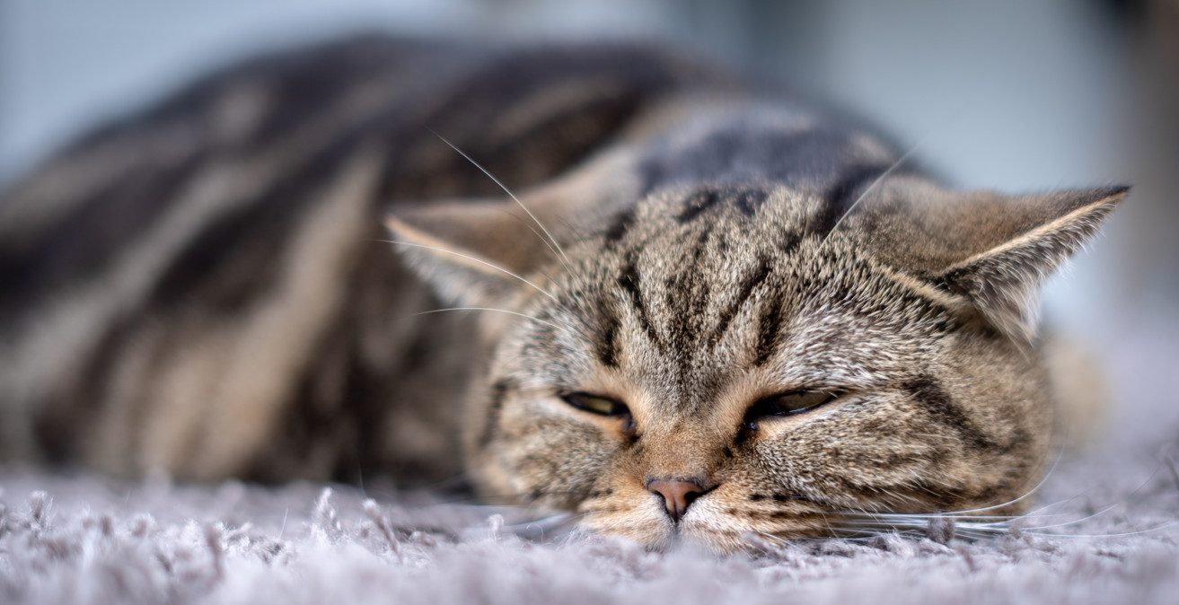 Feline Leukemia Symptoms, Transmission, Treatment, and Vaccine