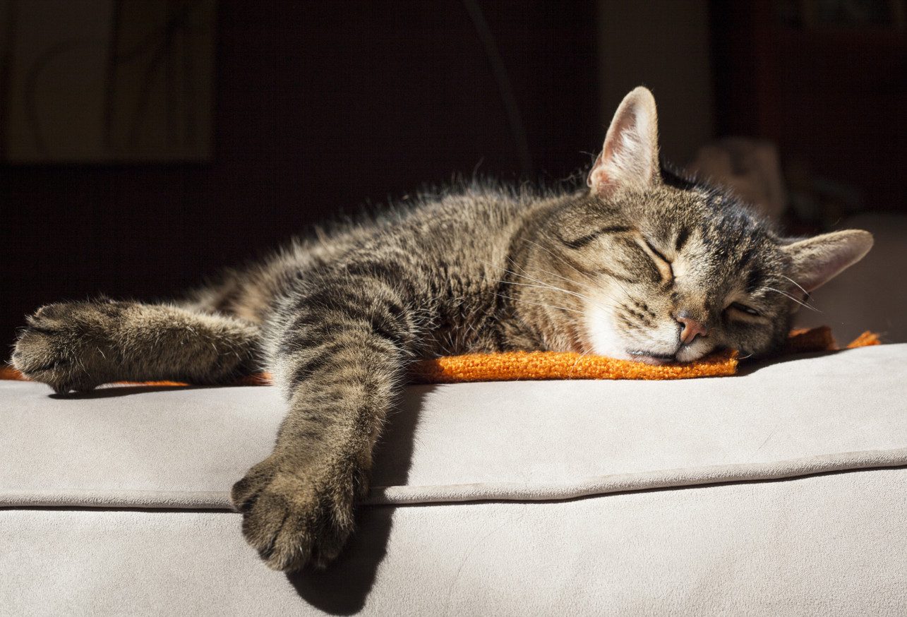 Hypothyroidism in Cats Causes, Symptoms, Treatment, and Medication