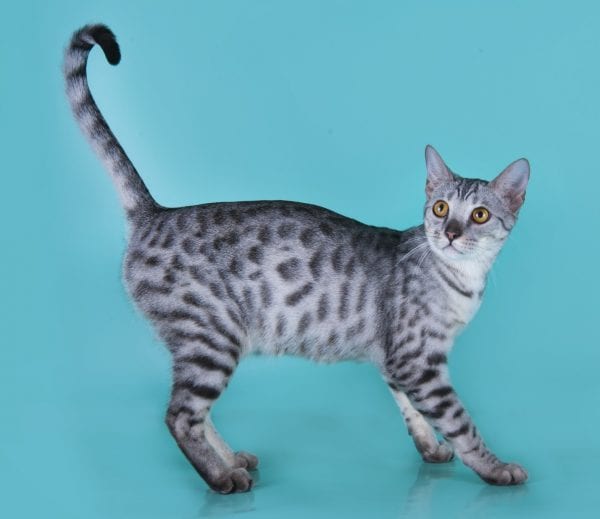 Silver Savannah Cat