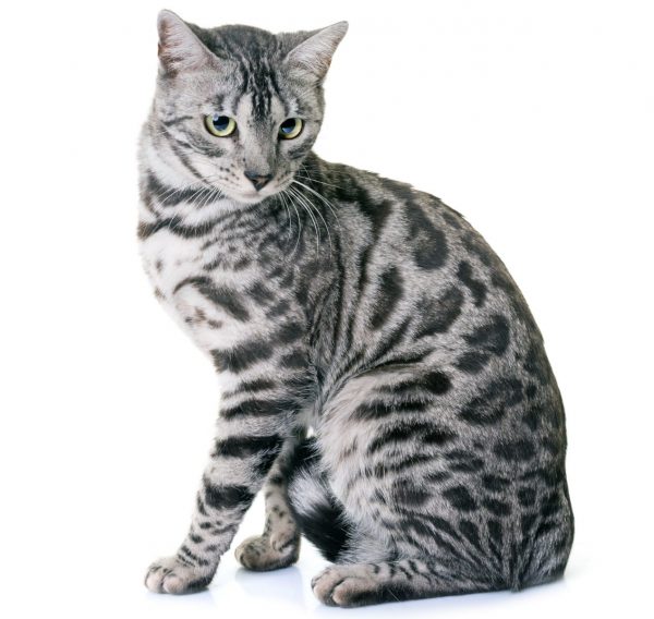 White and sale black bengal cat