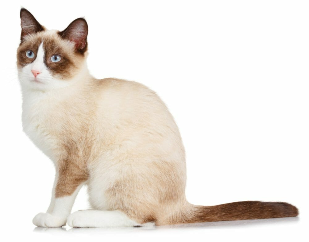 Snowshoe Cat Breed Appearance, Personality, History, and Health Issues