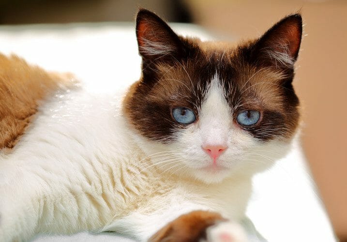 snowshoe cat - snowshoe cat breed