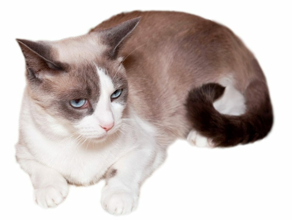 Snowshoe Cat Breed Appearance, Personality, History, and Health Issues