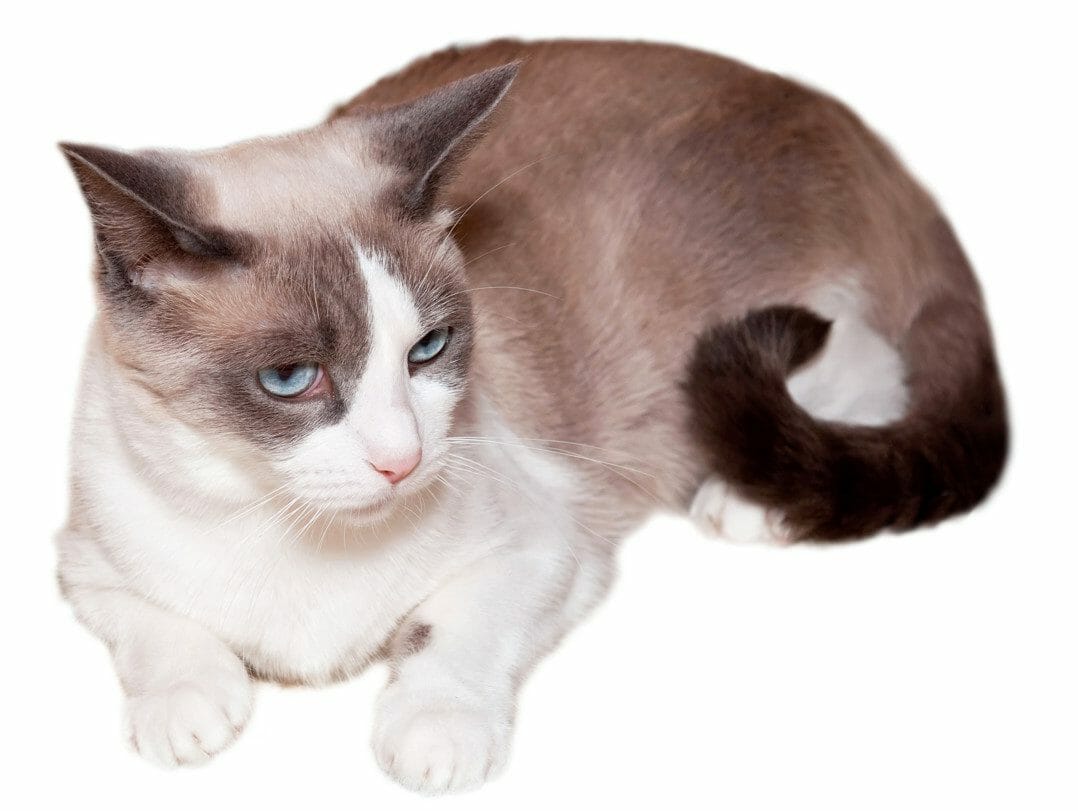 Snowshoe Cat Breed: Appearance, Personality, History, and Health Issues