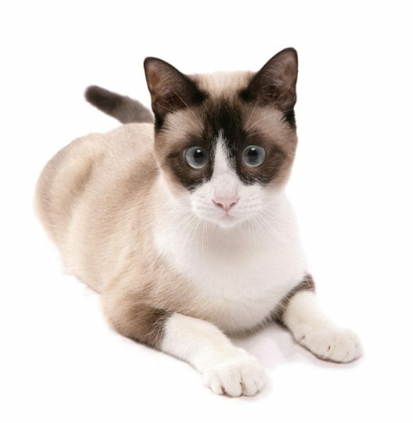 snowshoe ragdoll cat - snowshoe cat personality