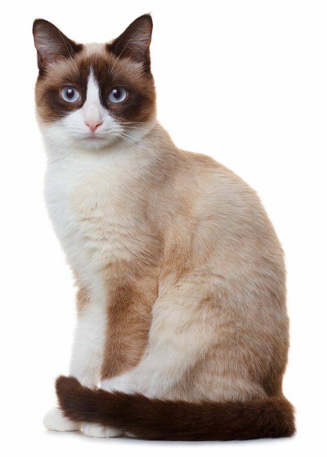 Snowshoe Cat Breed Appearance, Personality, History, and Health Issues